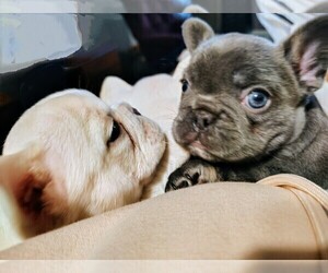 French Bulldog Puppy for sale in BROKEN ARROW, OK, USA