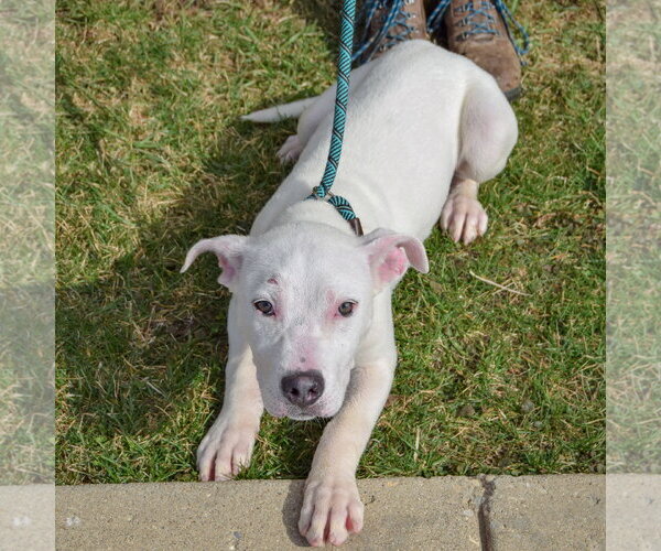 Medium Photo #7 American Bulldog-American Staffordshire Terrier Mix Puppy For Sale in Huntley, IL, USA
