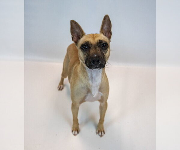 Medium Photo #6 Mutt Puppy For Sale in Kennesaw, GA, USA