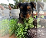Small Photo #6 Yorkshire Terrier Puppy For Sale in FORT WORTH, TX, USA