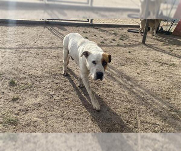 Medium Photo #1 Mutt Puppy For Sale in Bakersfield, CA, USA