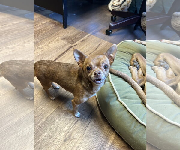 Medium Photo #2 Chihuahua Puppy For Sale in Lancaster, PA, USA