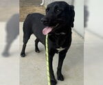 Small #1 Labrador Retriever