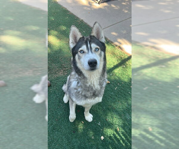 Medium Photo #2 Siberian Husky Puppy For Sale in Chula Vista, CA, USA