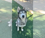 Small #1 Siberian Husky
