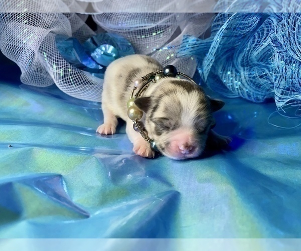 Medium Photo #4 Bullhuahua-Chihuahua Mix Puppy For Sale in RAWSONVILLE, MI, USA