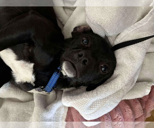 Medium Photo #7 Chihuahua-Unknown Mix Puppy For Sale in Westwood, NJ, USA