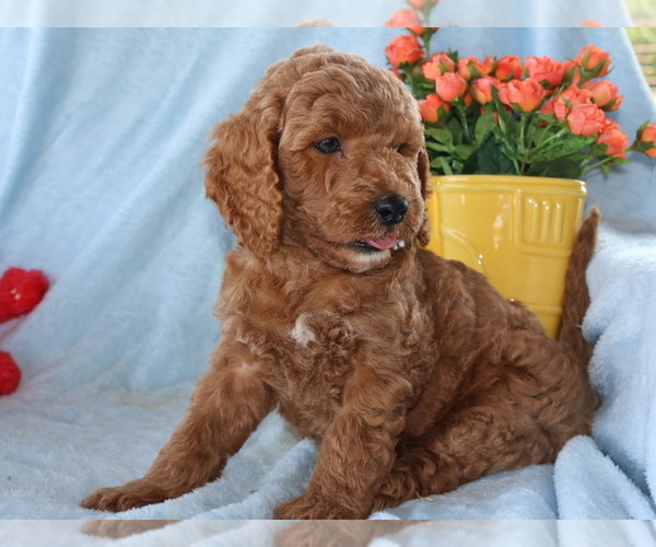 Medium Photo #3 Goldendoodle (Miniature) Puppy For Sale in GIRARD, KS, USA