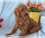 Small #2 Goldendoodle (Miniature)