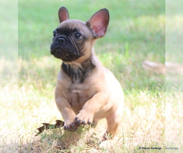 Medium Photo #1 French Bulldog Puppy For Sale in WINNSBORO, TX, USA