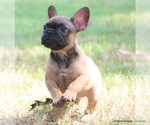 Image preview for Ad Listing. Nickname: Litter of 5