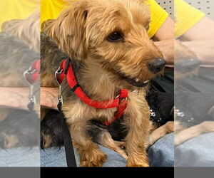 Mutt Dogs for adoption in Fairfax, VA, USA