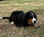 Small Photo #4 Bernese Mountain Dog Puppy For Sale in CUBA, MO, USA