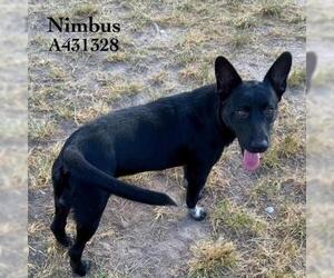 Labrador Retriever-Unknown Mix Dogs for adoption in Conroe, TX, USA