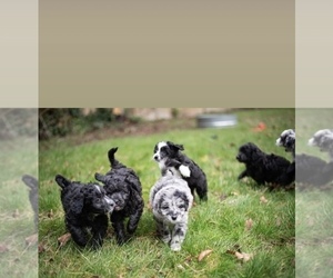 Aussiedoodle Miniature  Litter for sale in LAKEWOOD, WA, USA