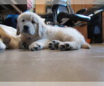 Puppy Sadie English Cream Golden Retriever