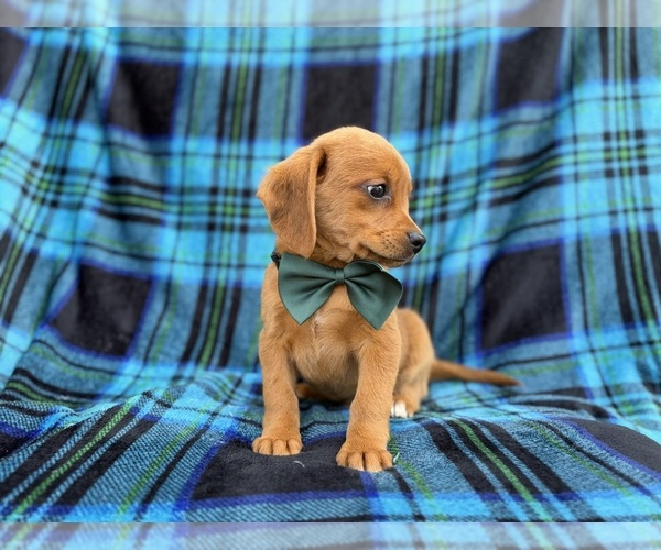 Medium Photo #3 Beagle-Labradoodle Mix Puppy For Sale in LAKELAND, FL, USA