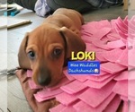 Small Photo #8 Dachshund Puppy For Sale in WALLACE, CA, USA
