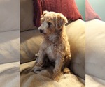 Small Photo #6 Poodle (Miniature) Puppy For Sale in HOPKINSVILLE/PRINCETON, KY, NH, USA