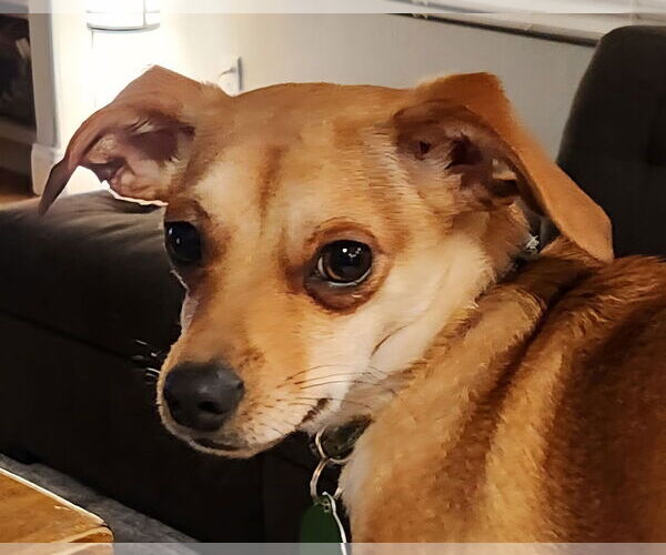 Medium Photo #1 Chihuahua-Whippet Mix Puppy For Sale in Bellevue, WA, USA