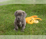 Puppy Theo Cane Corso