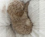 Small Photo #10 Goldendoodle Puppy For Sale in COLORADO SPRINGS, CO, USA