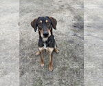 Small #1 Shepradors