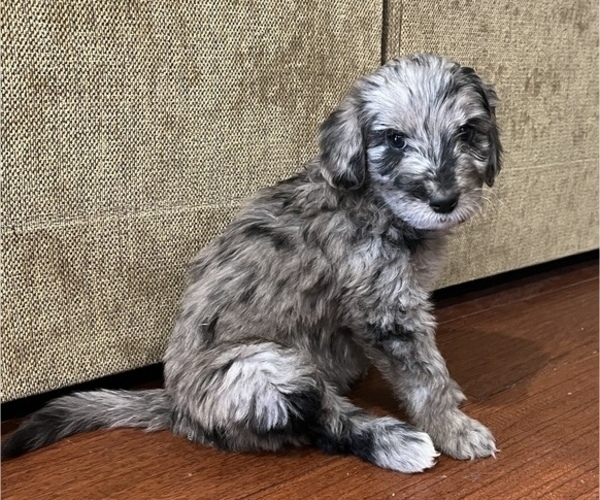 Medium Photo #6 Aussiedoodle Puppy For Sale in PHOENIX, AZ, USA