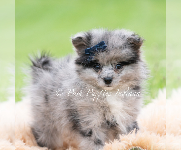 Medium Photo #44 Pomeranian Puppy For Sale in WARSAW, IN, USA