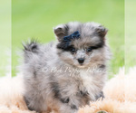 Small Photo #44 Pomeranian Puppy For Sale in WARSAW, IN, USA