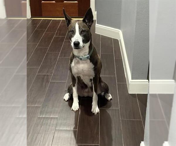 Medium Photo #1 Siberian Husky-Unknown Mix Puppy For Sale in Houston, TX, USA