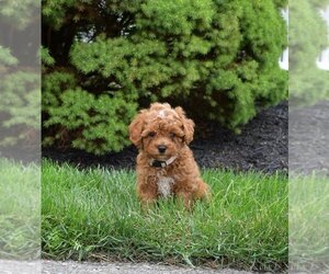Poodle (Miniature) Puppy for sale in BELLEFONTE, PA, USA