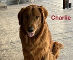 Small Photo #1 Golden Retriever Puppy For Sale in FRESNO, CA, USA