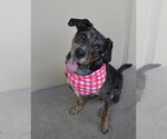 Small Catahoula Leopard Dog Mix