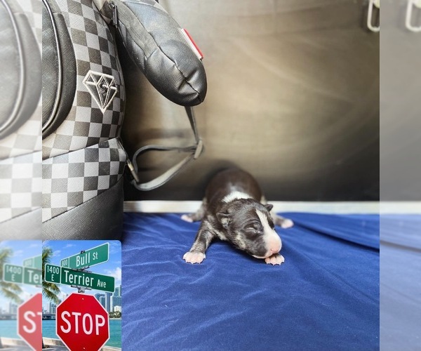 Medium Photo #1 Bull Terrier Puppy For Sale in PEMBROKE PINES, FL, USA