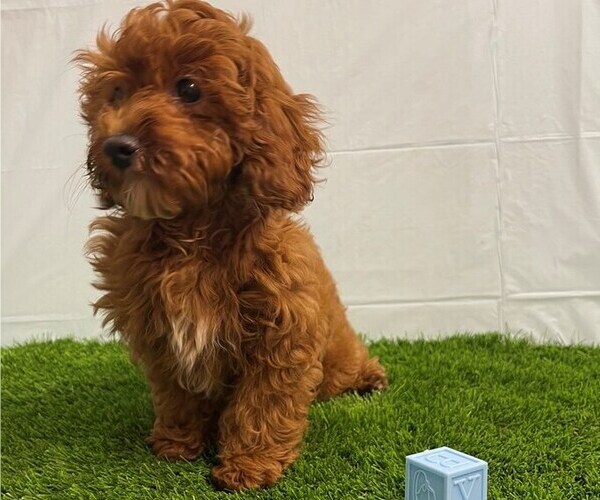 Medium Photo #2 Cavapoo Puppy For Sale in STUART, FL, USA