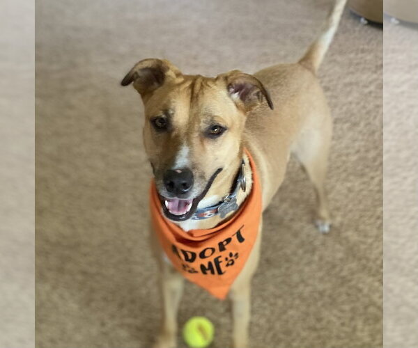 Medium Photo #15 Mutt Puppy For Sale in Fargo, ND, USA