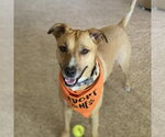 Small #14 Mutt