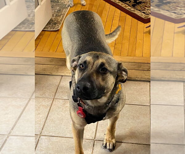 Medium Photo #2 German Shepherd Dog Puppy For Sale in Minneapolis, MN, USA