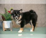 Puppy Willow Pomsky
