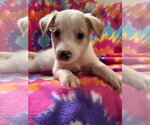 Small #1 Mutt