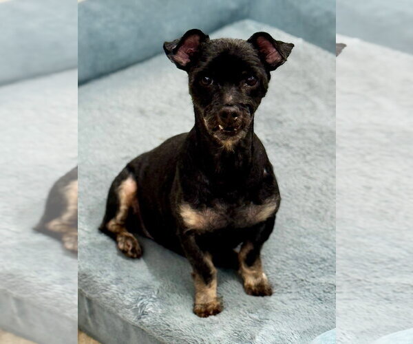 Medium Photo #3 Maltese-Unknown Mix Puppy For Sale in Hilton Head, SC, USA