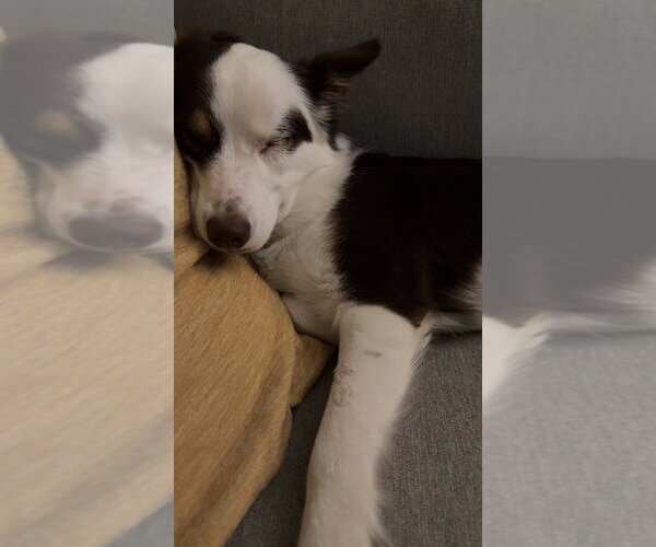 Medium Photo #4 Australian Shepherd-Unknown Mix Puppy For Sale in Springdale, PA, USA