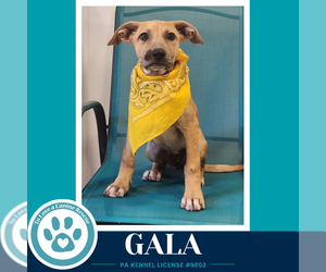 Gala (Apple Bobbers) 102426 - Female Mutt Dog for Adoption - Photo #2