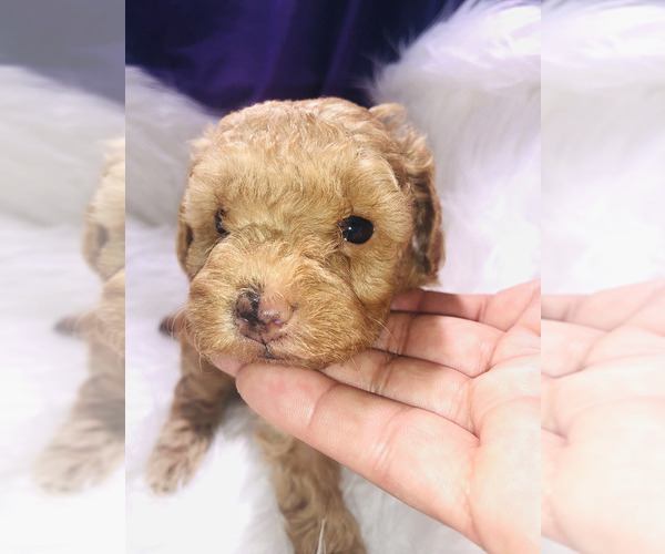 Medium Photo #28 Poodle (Toy) Puppy For Sale in CARTHAGE, MO, USA