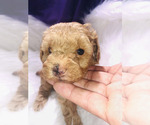 Small #27 Poodle (Toy)