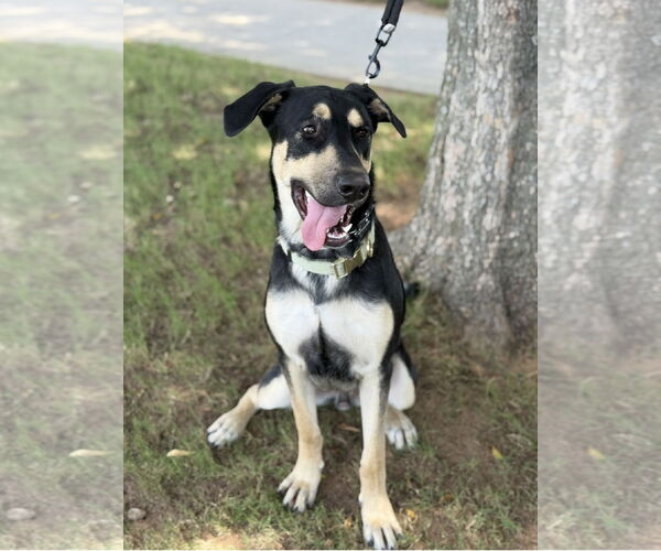 Medium Photo #4 German Shepherd Dog-Unknown Mix Puppy For Sale in Euless, TX, USA