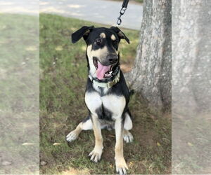 Ryker - Male German Shepherd Dog-Unknown Mix Dog for Adoption - Photo #4
