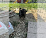 Small #7 Colonial Cocker Spaniel Mix