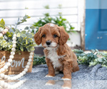 Small Photo #13 Goldendoodle (Miniature) Puppy For Sale in SHIPSHEWANA, IN, USA